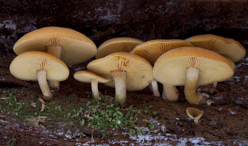 Tricholomopsis decora